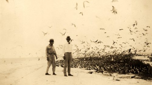 Two men stand on a beach with a large flock of birds on the ground and in the air behind them