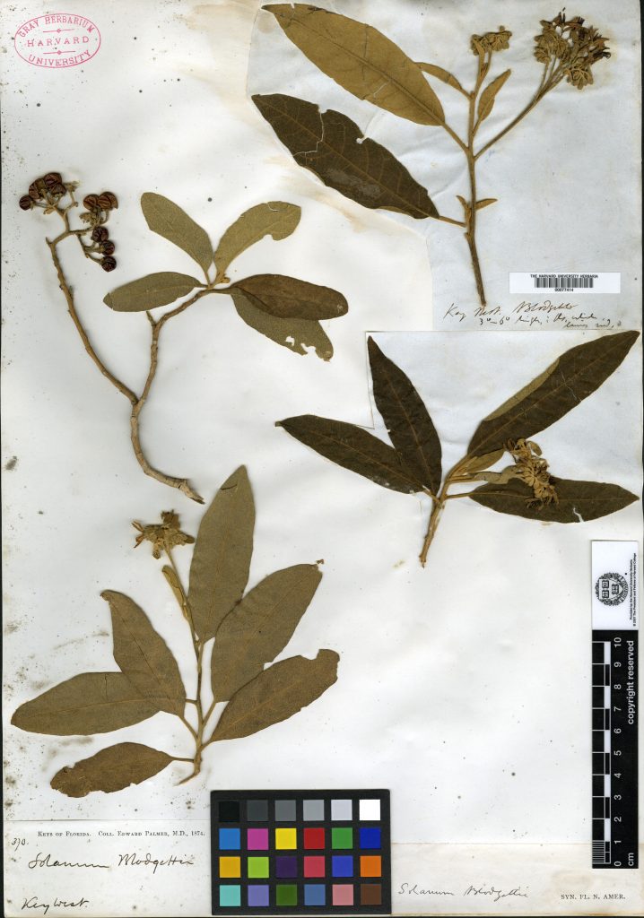 Four plant specimens on a sheet stamped Gray Herbarium, Harvard University. Handwriting says Solanum Blodgetti, Key West.