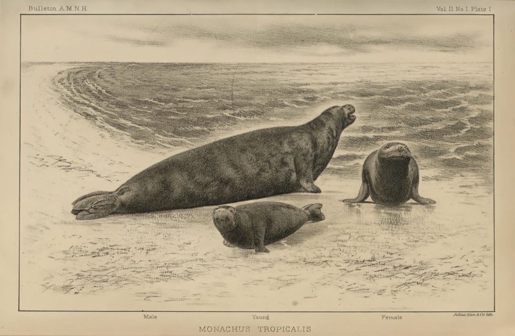 Three seals on a beach, labeled Male, young and female with the title Monachus Tropicalus.
