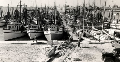 A waterfront crowded with shrimp boats.