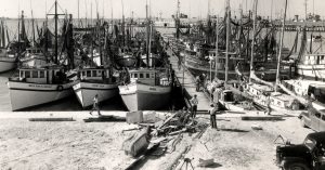 shrimp boats packed into a marina area.