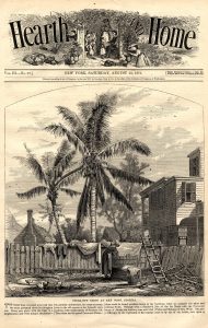 Cover of a magazine called Hearth and Home from Saturday, August 12, 1871 with the image of a coconut tree in the backyard of home in Key West, Florida.